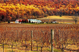 A scenic vineyard in autumn with rows of grapevines stretching across the foreground. In the distance, a farmhouse and other small buildings sit at the base of a hillside covered in vibrant fall foliage, with trees in shades of red, orange, and yellow. The rolling hills and colorful landscape create a picturesque and peaceful countryside view.